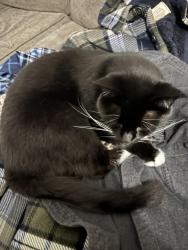 Lost Female Cat last seen Beckle, Ashley, Jordann, Emily, Reese, Cheyenne, WY 82009