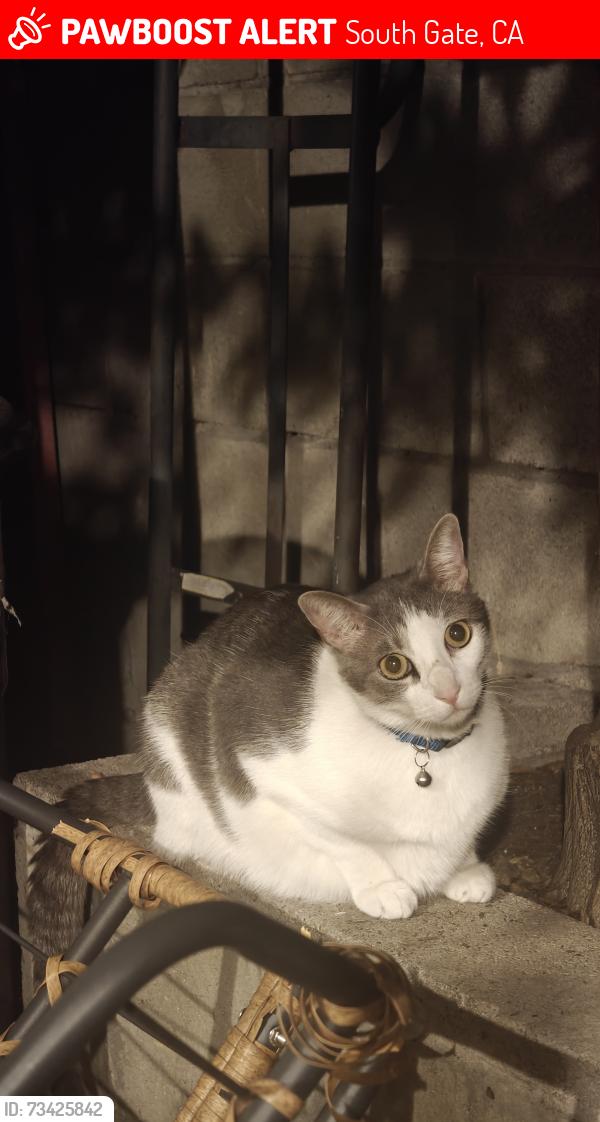 Lost Male Cat last seen San Antonio Avenue near Tony's Restaurant, South Gate, CA 90280