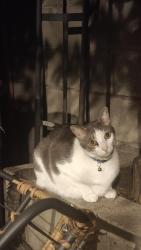 Lost Male Cat last seen San Antonio Avenue near Tony's Restaurant, South Gate, CA 90280