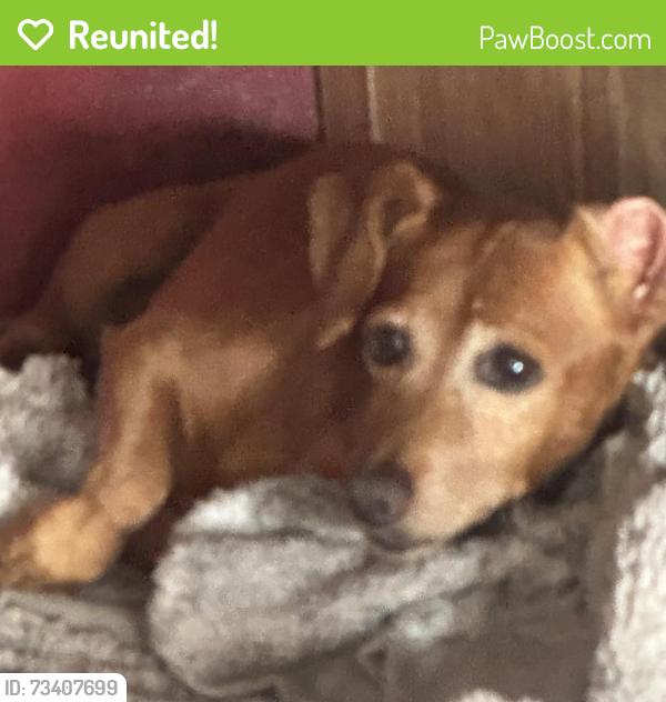 Reunited Male Dog last seen Maranatha Dr, Stockton, CA 95212, USA, Stockton, CA 95212