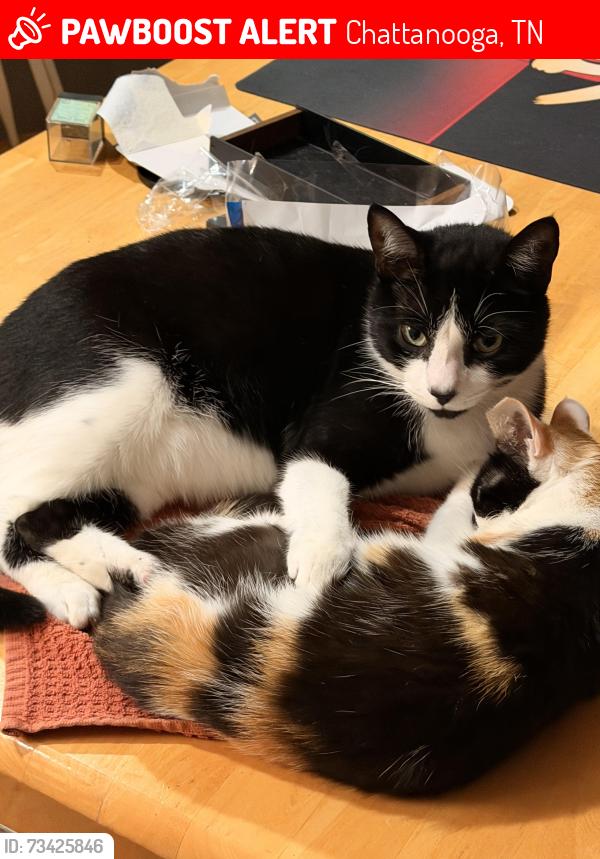 Lost Male Cat last seen Houston st, Chattanooga, TN 37403