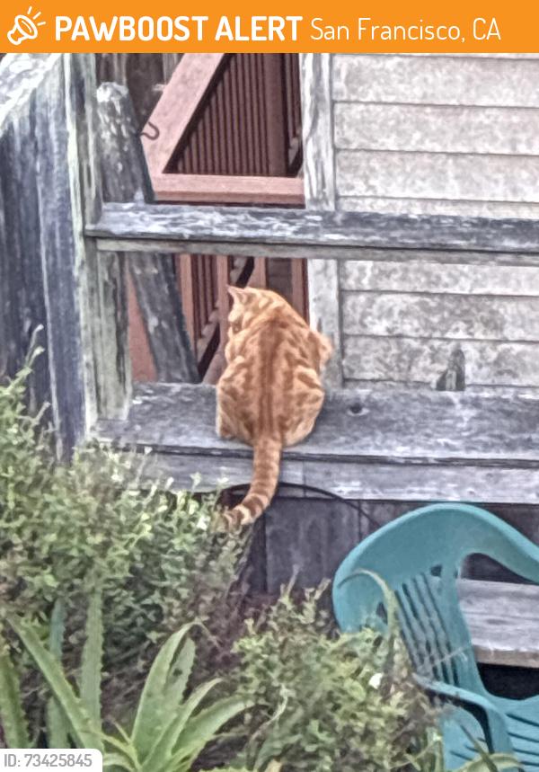 Found/Stray Unknown Cat last seen Peru ave and borrows, San Francisco, CA 94112