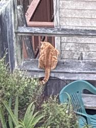 Found/Stray Unknown Cat last seen Peru ave and borrows, San Francisco, CA 94112
