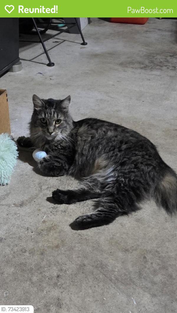 Reunited Female Cat last seen Timber and Pembroke, South Elgin, IL 60177