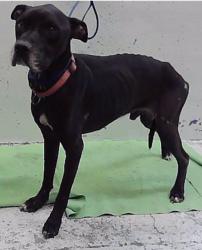 Found/Stray Male Dog last seen Mesa 77028, Houston, TX 77028