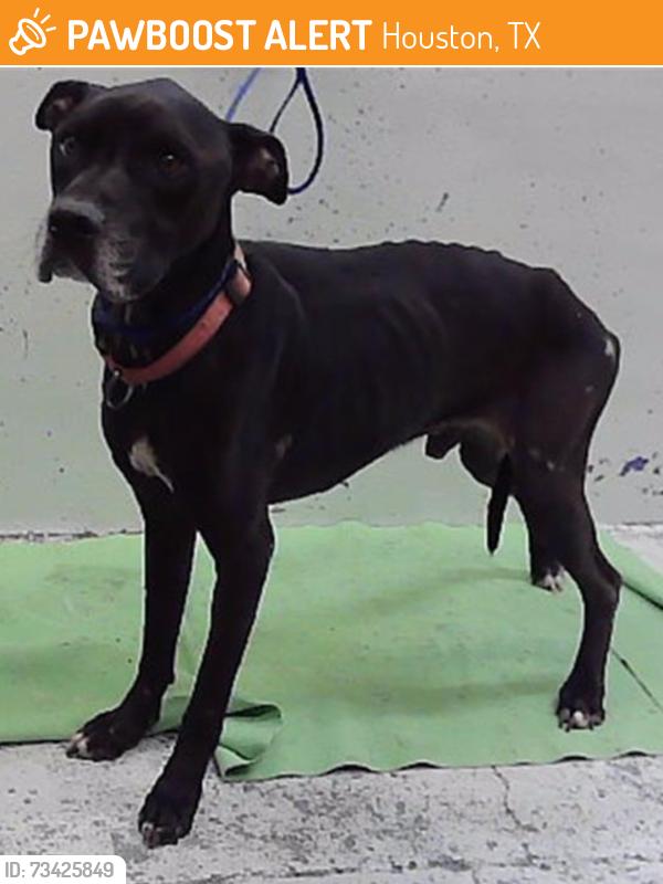 Found/Stray Male Dog last seen Mesa 77028, Houston, TX 77028