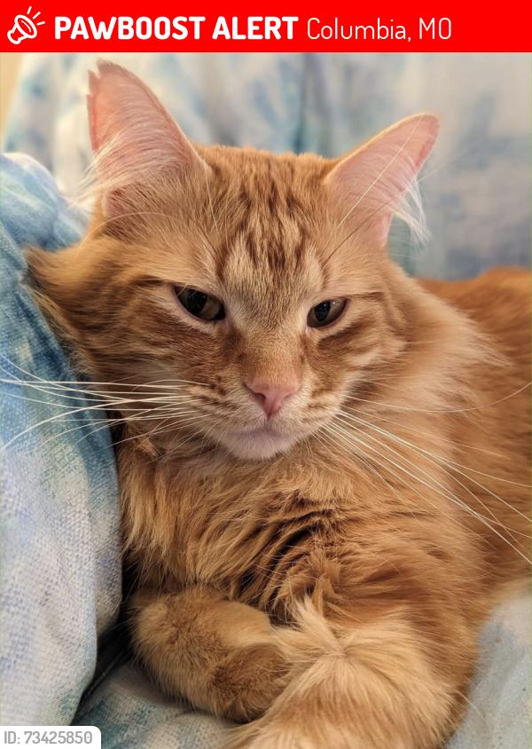 Lost Male Cat last seen Banks and Worley, Columbia, MO 65203