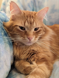 Lost Male Cat last seen Banks and Worley, Columbia, MO 65203