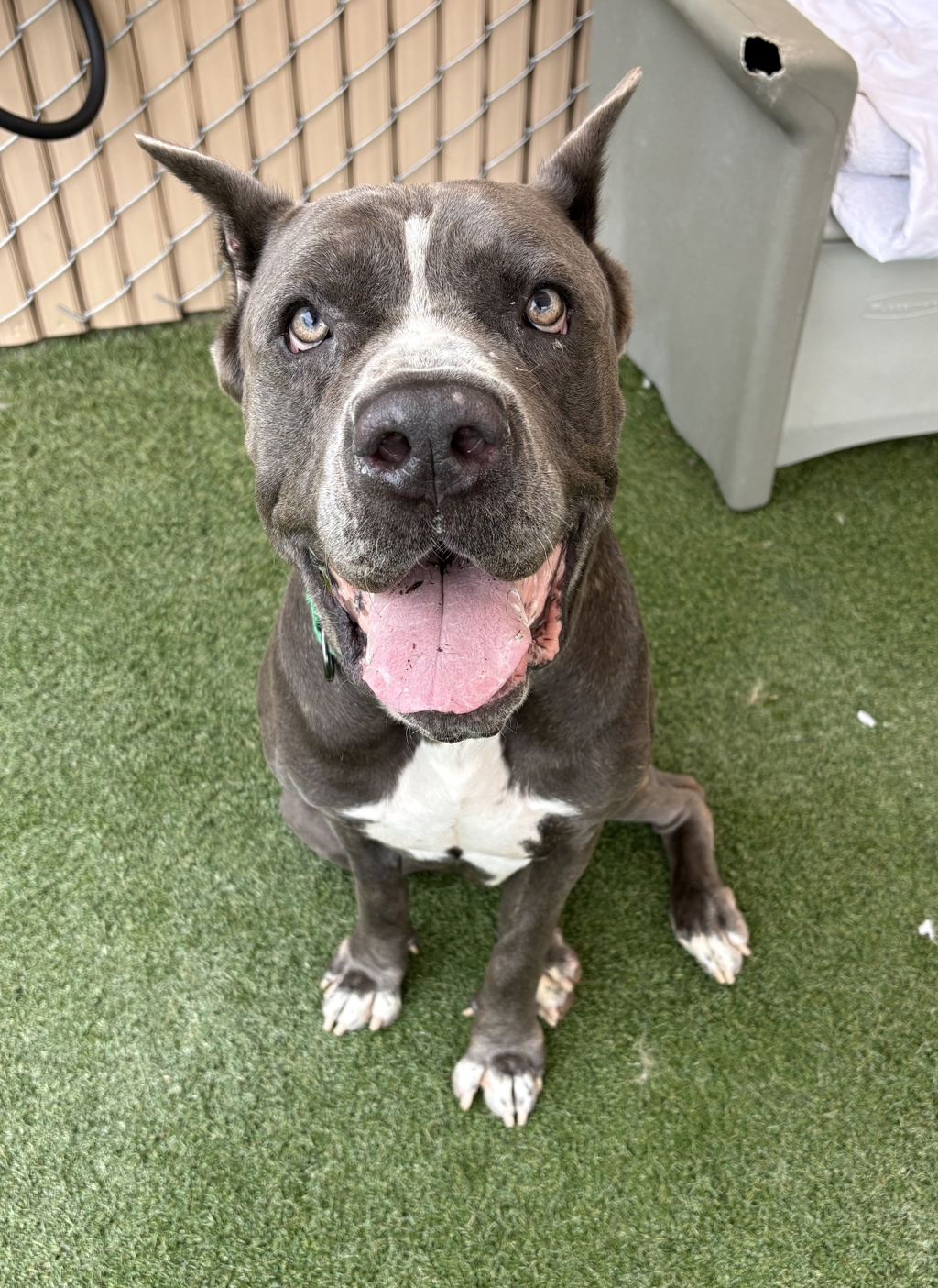 Shelter Stray Male Dog last seen Near Leon Street, Oceanside, CA, 92057, 5500 Gaines St, San Diego, CA 92110, USA