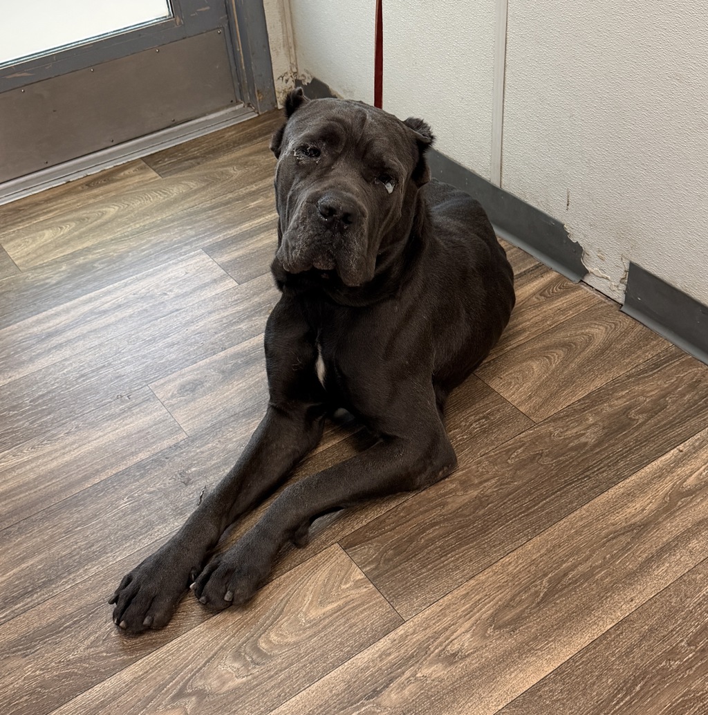 Shelter Stray Male Dog last seen Near Rosecrans Street, San Diego, CA, 92110, 5500 Gaines St, San Diego, CA 92110, USA