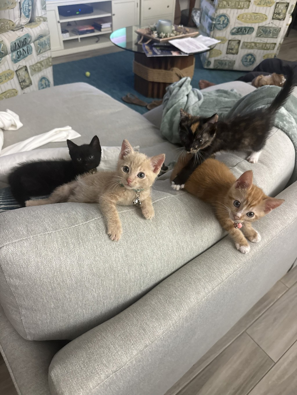 Shelter Stray Female Cat last seen Bethone Way, Chula Vista, CA, 91911, 5500 Gaines St, San Diego, CA 92110, USA