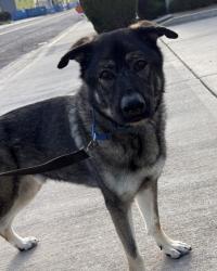 Shelter Stray Male Dog last seen Near Teal Way, Oceanside, CA, 92057, Oceanside, CA 92058, USA