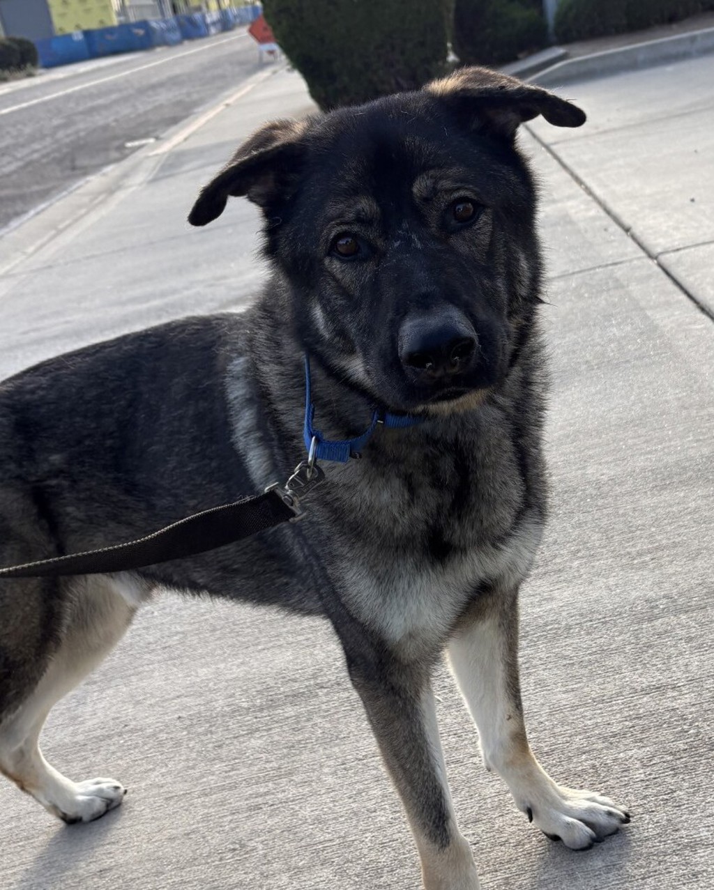 Shelter Stray Male Dog last seen Near Teal Way, Oceanside, CA, 92057, Oceanside, CA 92058, USA