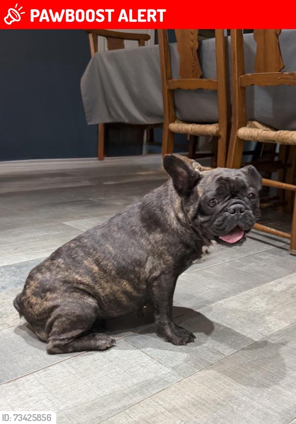 Lost Female Dog last seen Timberlakes Timber Ridge, Montgomery County, TX 77380