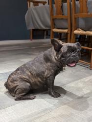 Lost Female Dog last seen Timberlakes Timber Ridge, Montgomery County, TX 77380