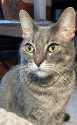 Lost Male Cat last seen Mahtomedi mn, Mahtomedi, MN 55115