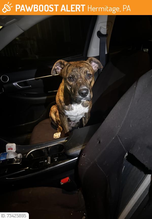 Found/Stray Male Dog last seen S keel ridge road, Hermitage, PA 16148