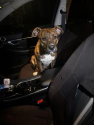 Found/Stray Male Dog last seen S keel ridge road, Hermitage, PA 16148
