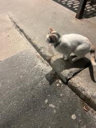 Found/Stray Unknown Cat last seen Near boul. Gouin ouest Albert Prévost hosp., Montréal, QC H4K 1B3