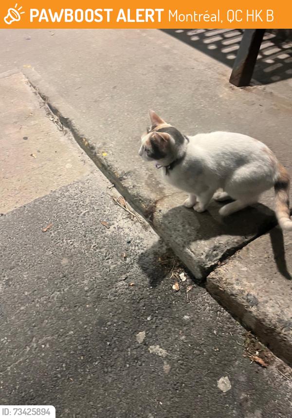Found/Stray Unknown Cat last seen Near boul. Gouin ouest Albert Prévost hosp., Montréal, QC H4K 1B3