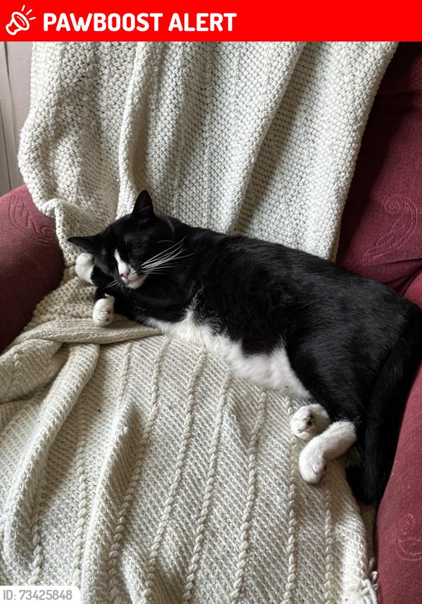 Lost Female Cat last seen durrets ridge road, Durrett Ridge Rd, VA 22968