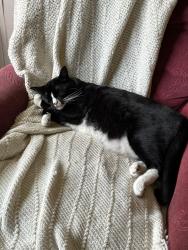 Lost Female Cat last seen durrets ridge road, Durrett Ridge Rd, VA 22968