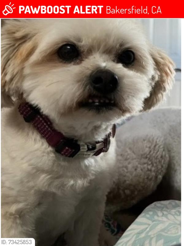 Lost Female Dog last seen Oak and brungage, Bakersfield, CA 93304