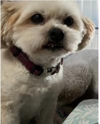 Lost Female Dog last seen Oak and brungage, Bakersfield, CA 93304