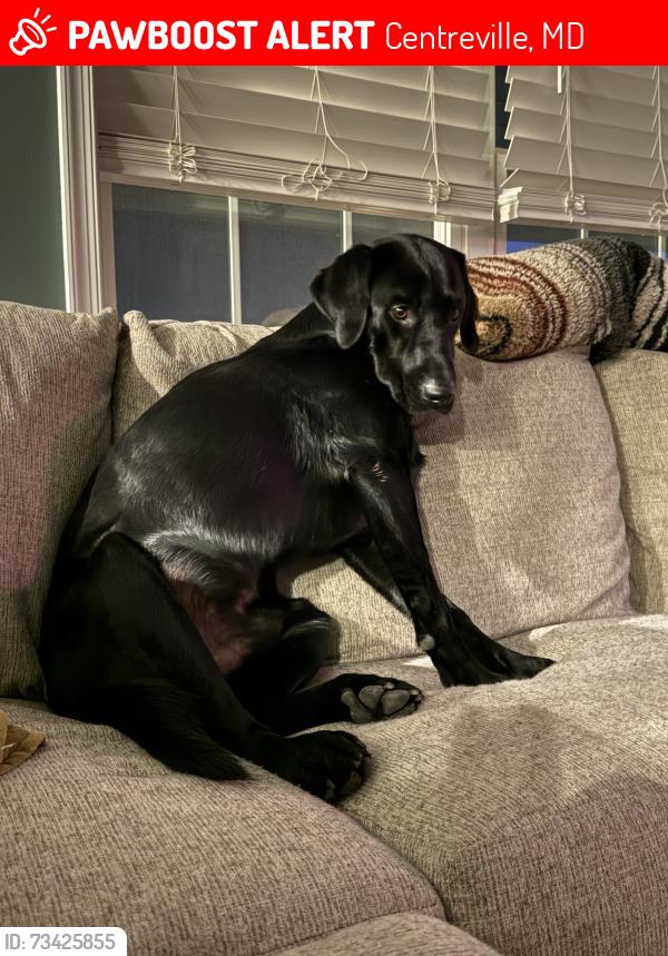 Lost Male Dog last seen Coon Box, Rd, Centreville, MD 21617