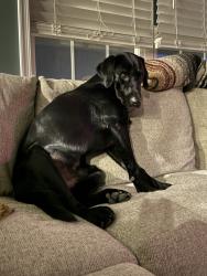 Lost Male Dog last seen Coon Box, Rd, Centreville, MD 21617