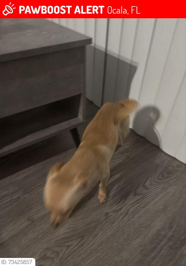 Lost Male Dog last seen Near sw 131 st ln Ocala fl 34473, Ocala, FL 34473