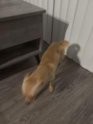 Lost Male Dog last seen Near sw 131 st ln Ocala fl 34473, Ocala, FL 34473