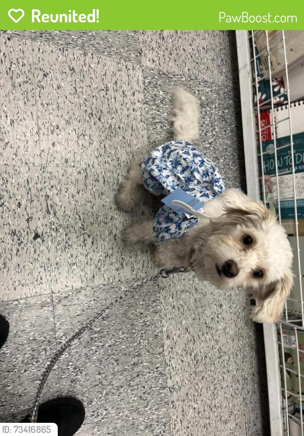 Reunited Female Dog last seen Denny Ave & Valerio, Los Angeles, CA 91606