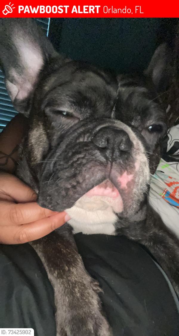 Lost Male Dog last seen Lorenzo at east mil, Orlando, FL 32839