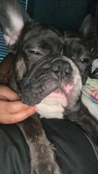 Lost Male Dog last seen Lorenzo at east mil, Orlando, FL 32839