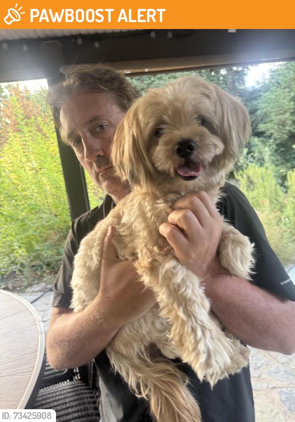 Found/Stray Male Dog last seen Stonegate and Mesa Grande, West Sacramento, CA 95691