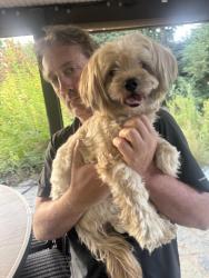 Found/Stray Male Dog last seen Stonegate and Mesa Grande, West Sacramento, CA 95691