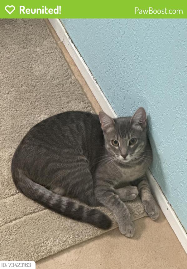 Reunited Female Cat last seen Near Helix St, Spring Valley, CA 91977, USA, Spring Valley, CA 91977