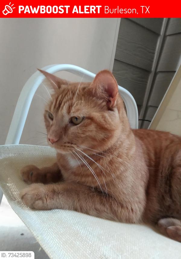 Lost Male Cat last seen Alsbury and John Jones in Burleson, Burleson, TX 76028