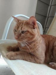 Lost Male Cat last seen Alsbury and John Jones in Burleson, Burleson, TX 76028