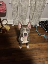 Reunited Female Dog last seen National Street, Richmond, VA 23231