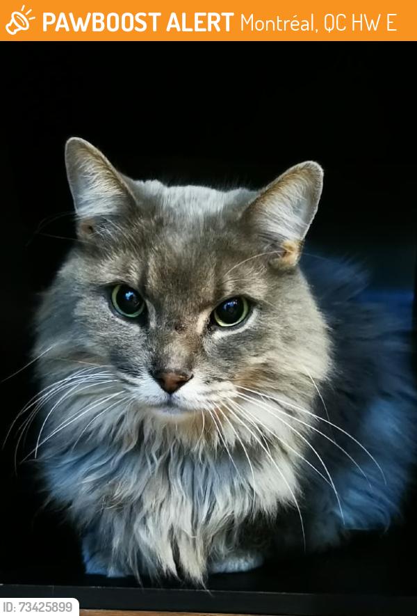 Found/Stray Male Cat last seen Rue Lemieux, Montréal, QC H3W 1E2