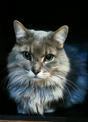 Found/Stray Male Cat last seen Rue Lemieux, Montréal, QC H3W 1E2