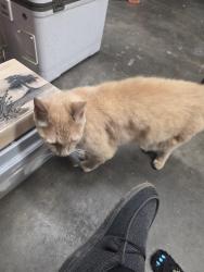 Found/Stray Female Cat last seen Mandeville Drive, Boiling Springs, Spartanburg County, SC 29316