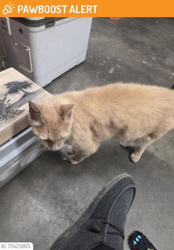 Found/Stray Female Cat last seen Mandeville Drive, Boiling Springs, Spartanburg County, SC 29316