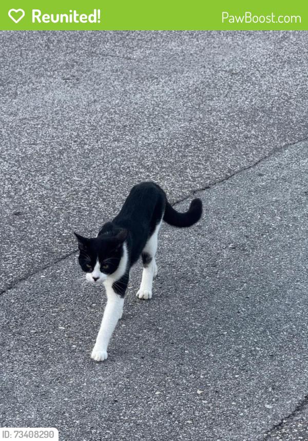 Reunited Male Cat last seen 60th street north & 82nd Ave north, Pinellas Park, FL 33781