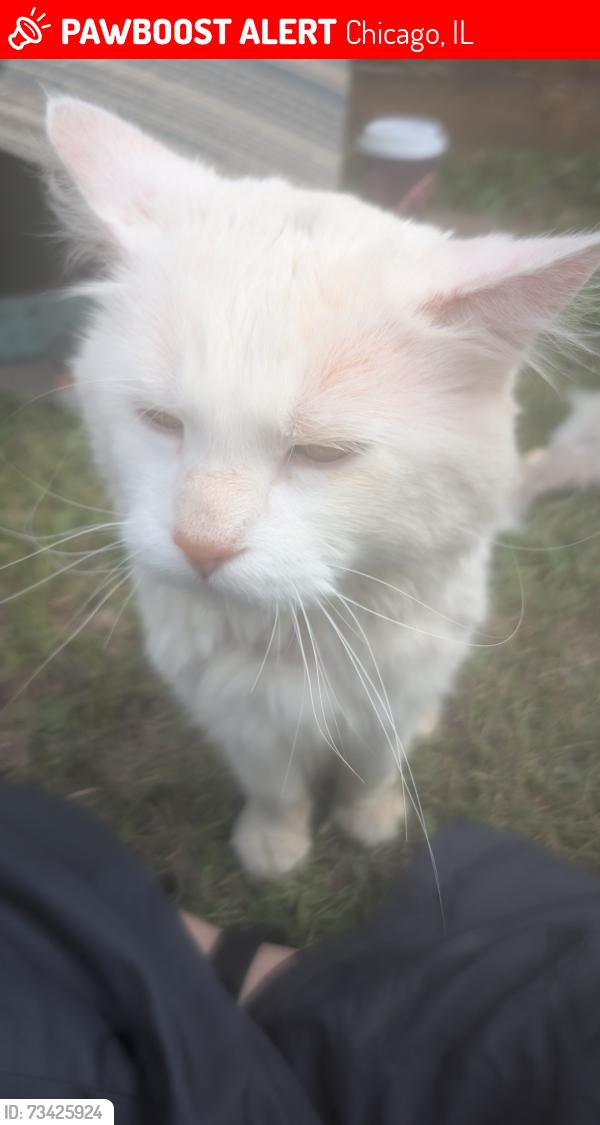 Lost Unknown Cat last seen Monroe and Rockwell, Chicago, IL 60612