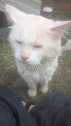 Lost Unknown Cat last seen Monroe and Rockwell, Chicago, IL 60612