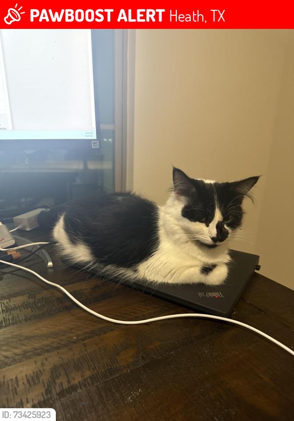 Lost Female Cat last seen Hubbard and chapel view ct near all the road construction, Heath, TX 75032