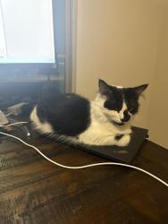 Lost Female Cat last seen Hubbard and chapel view ct near all the road construction, Heath, TX 75032
